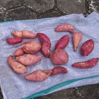 

ubi ungu ubi merah 1 kg
