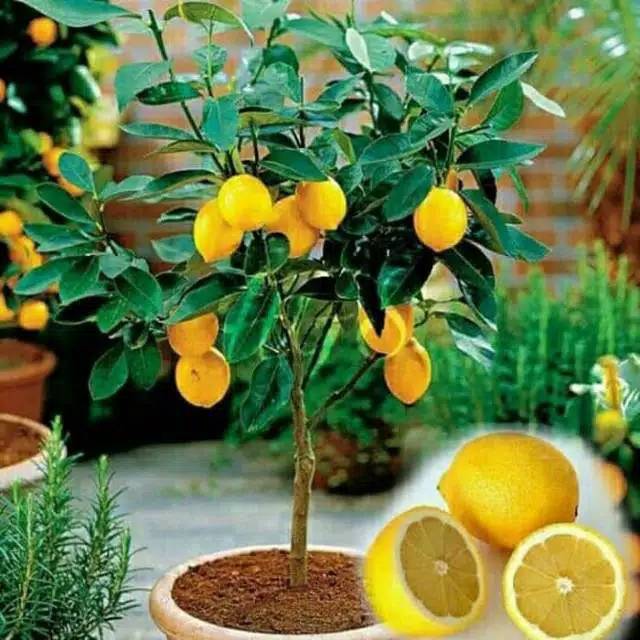 Bibit lemon california okulasi Bibit Tanaman Buah Jeruk Bibit jeruk Lemon Tanaman buah Lemon Lemon O