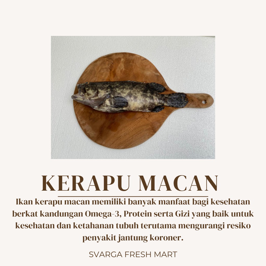 

Kerapu Macan