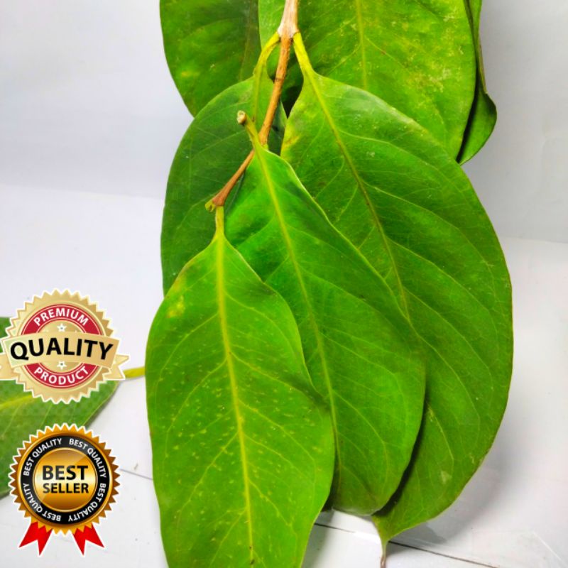 

Daun Salam Segar per 50 gr Bumbu Dapur