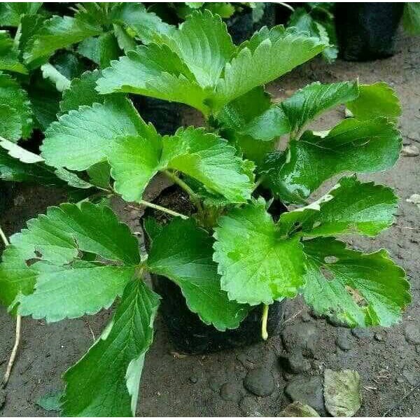 bibit strawberry australia jumbo