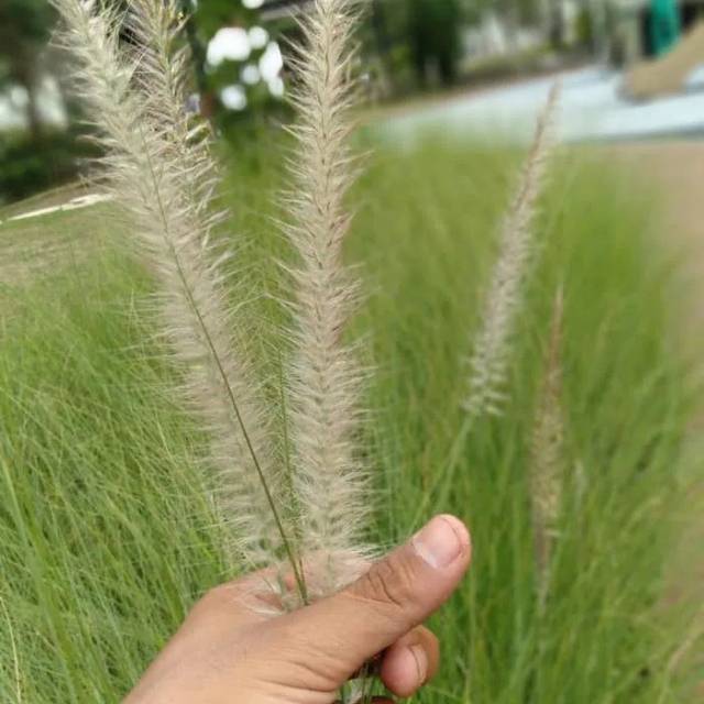 Tanaman ekor kuda,ilallang ekor kuda,tanaman hias buntut kuda