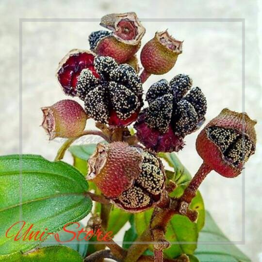 

Buah Senggani Senduduk (Melastoma Candidum ) Sikaduduk Harendong