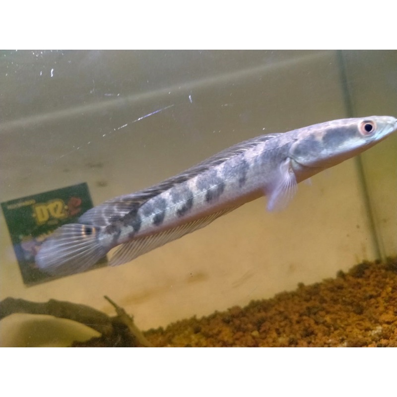 IkanChannaMaru