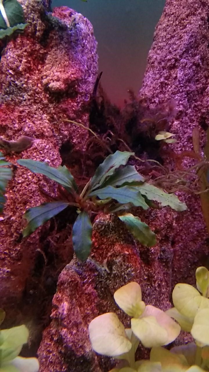 Buce Phalandra Batangan