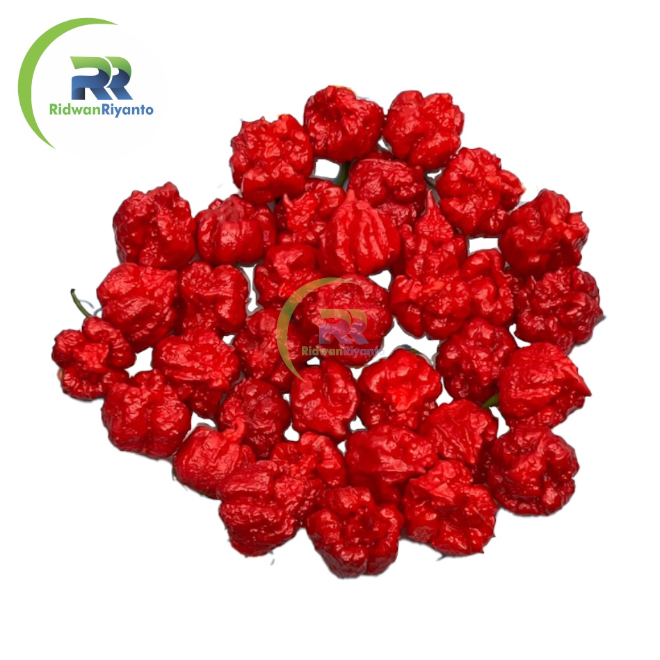 BUAH Cabai CAROLINA REAPER RED Cabe Terpedas Nomor 1 di Dunia Versi Guinness World Record