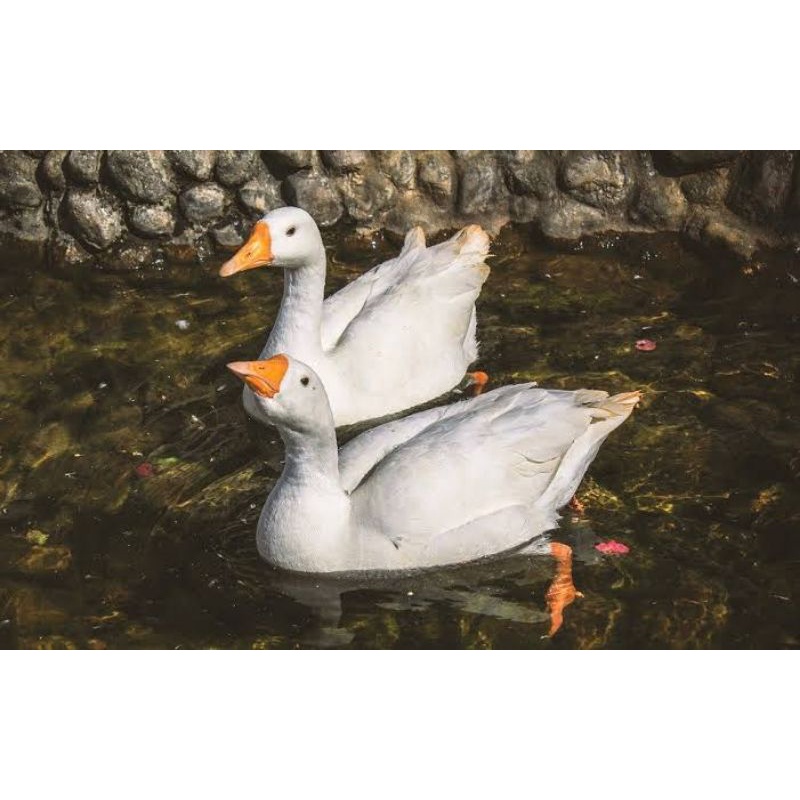 

TELUR FERTIL BEBEK PEKING F1 INDUKAN BOBOT 3-5KG UNTUK DI TETASKAN
