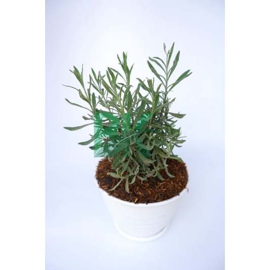Tanaman Lavender Gold Creek (Lavandula afficinalis syn. L. angustifolia )sudah berupa tanaman - BAKUL KEMBANG