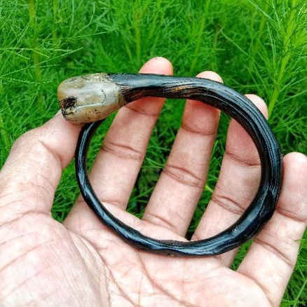 gelang akar Bahar hitam bonggol super