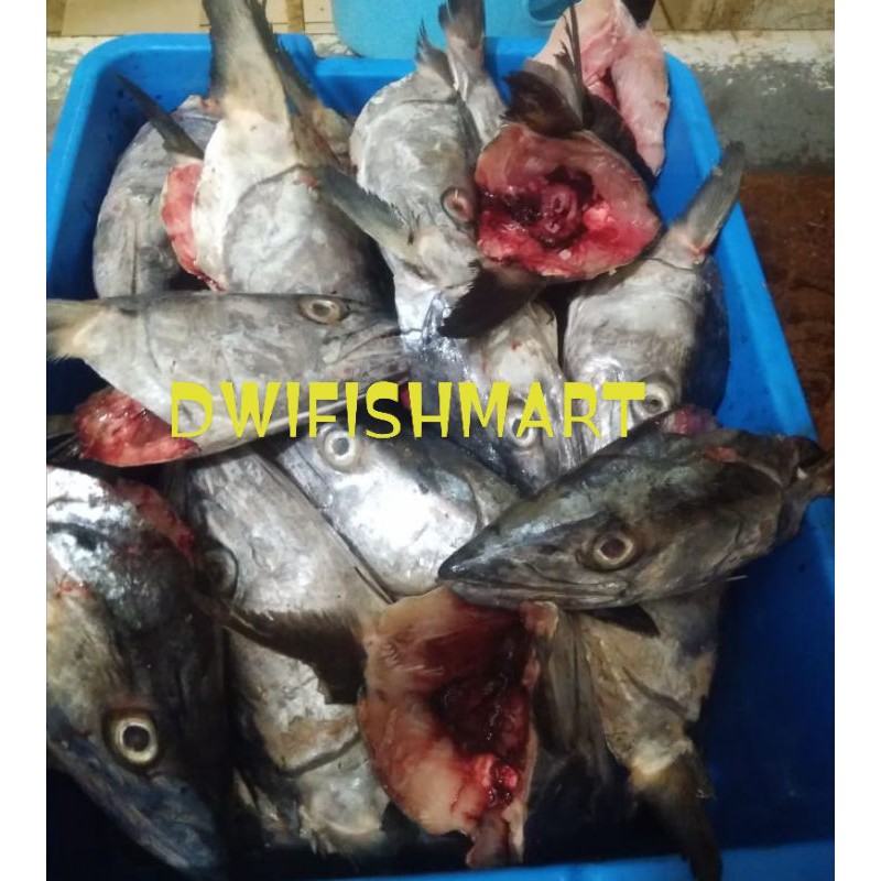 

Kepala ikan tenggiri 1kg segar