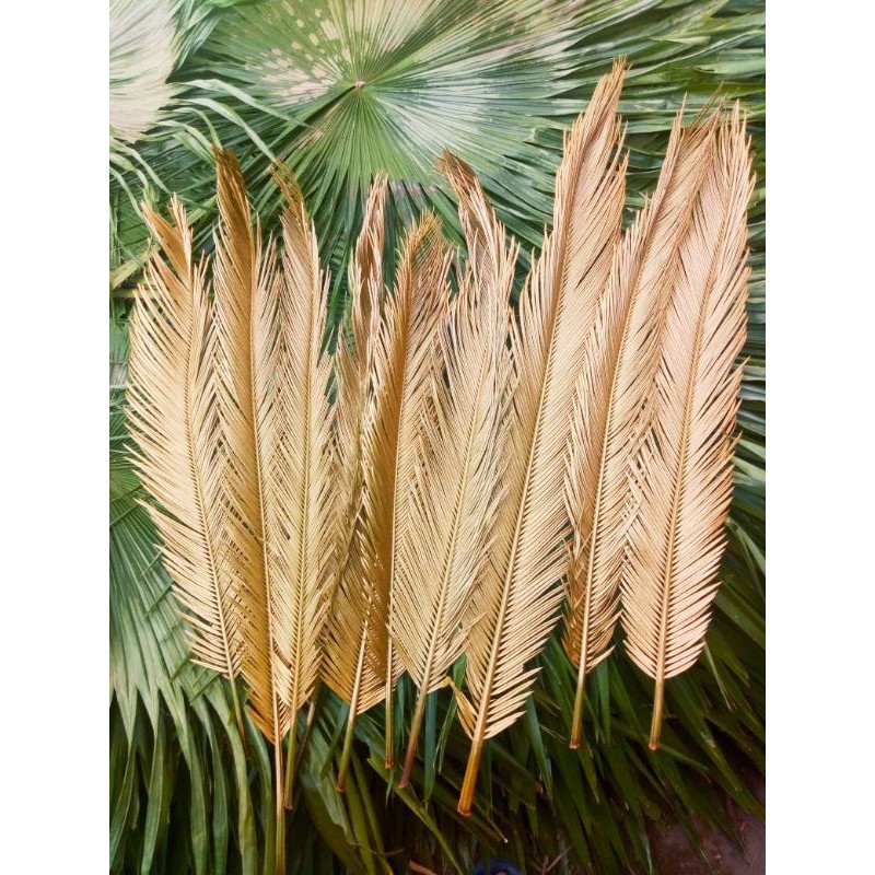 Daun Sikas Kering/Daun Jambe Kering