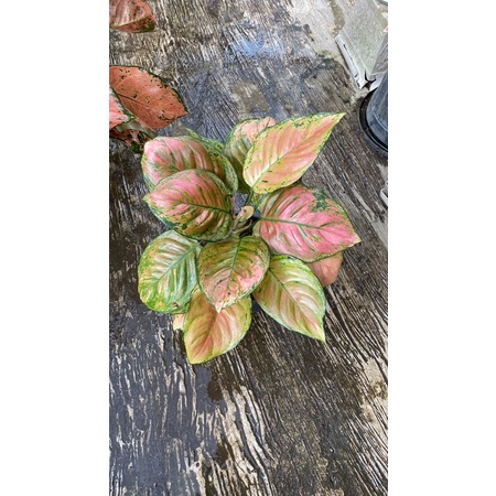 aglonema carabian dan dud gold