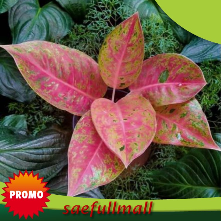 Aglonema Big Roy Rimbun Daun 4-5 / Big Roy Indukan/Big Roy Berkwalitas Murah Istimewa