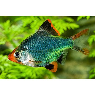 Ikan Hias Green Tiger Barb Macan hijau Aquarium Aquascape