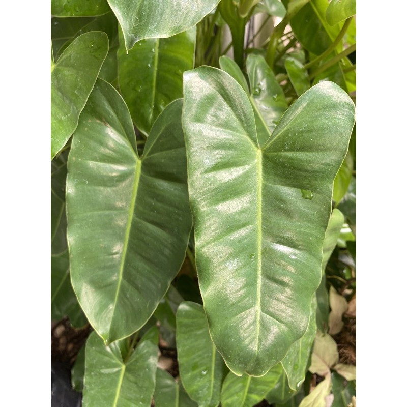 Philodendron burle marx besar