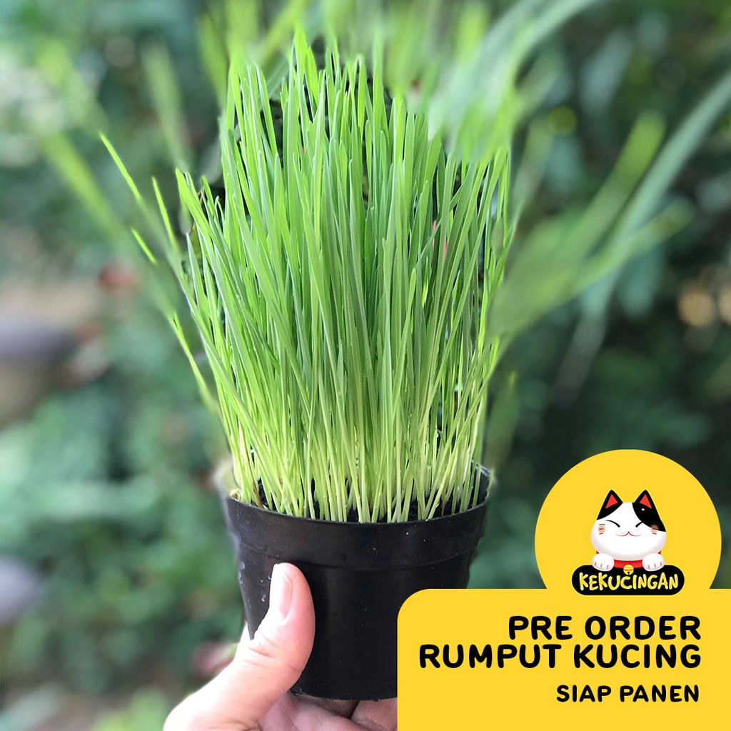 READY STOCK Rumput Kucing Wheatgrass Obat Hairball Kucing Anjing Kekucingan SIAP MAKAN