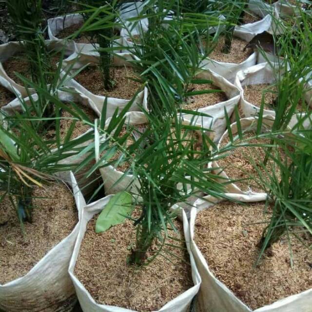 tanaman hias outdoor - pohon palem kenari - palm kenari