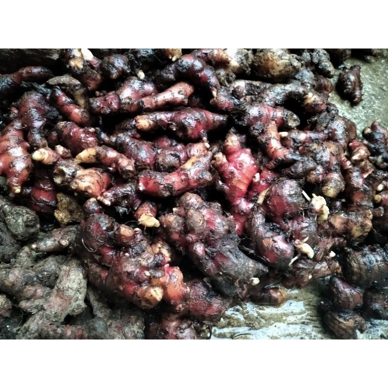 

Jahe Merah Grade A