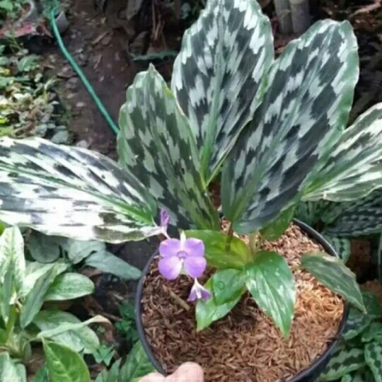 tanaman hias ekor merak