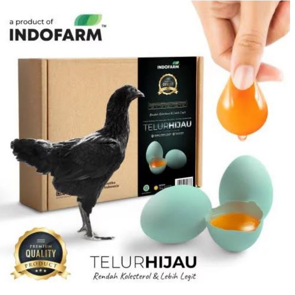 

Telur Hijau dari Ayam Hitam Rendah Kolesterol Indofarm
