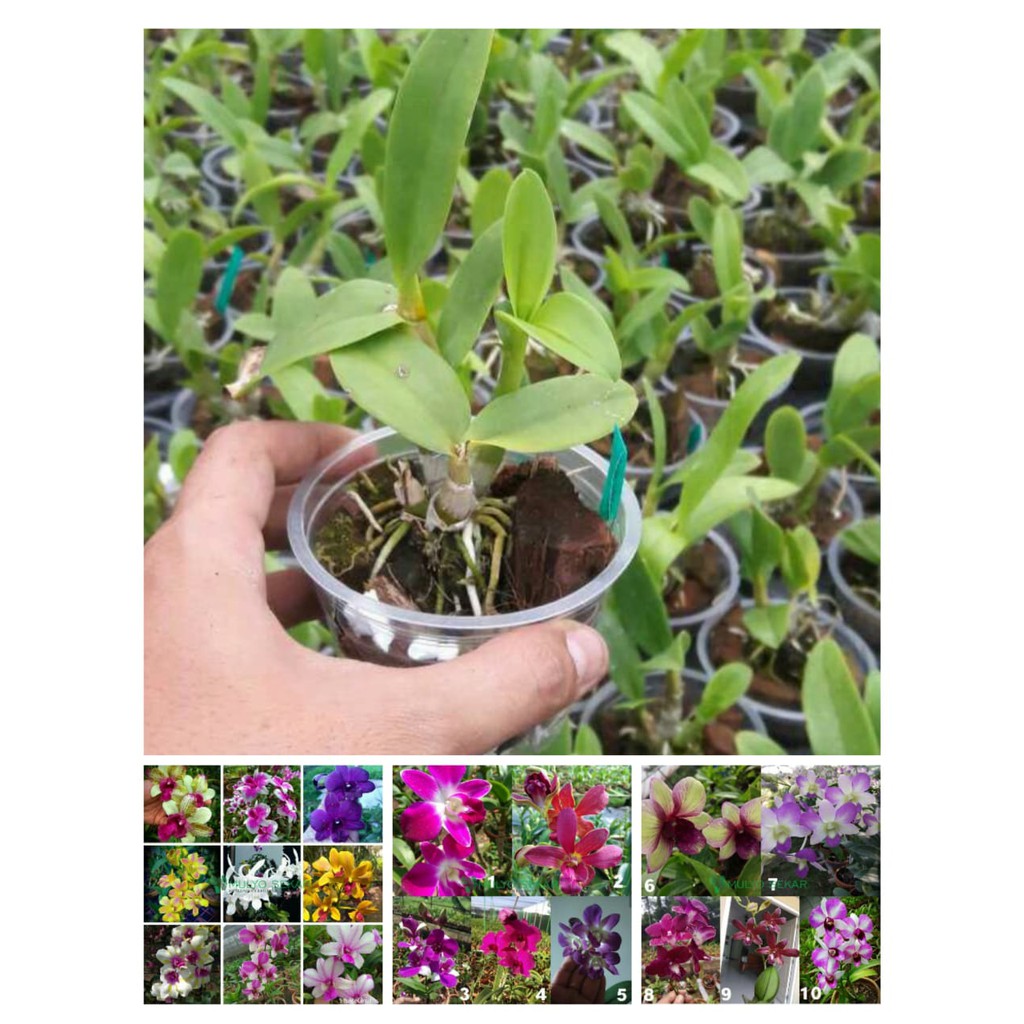 tanaman Anggrek Dendrobium Seedling bibit