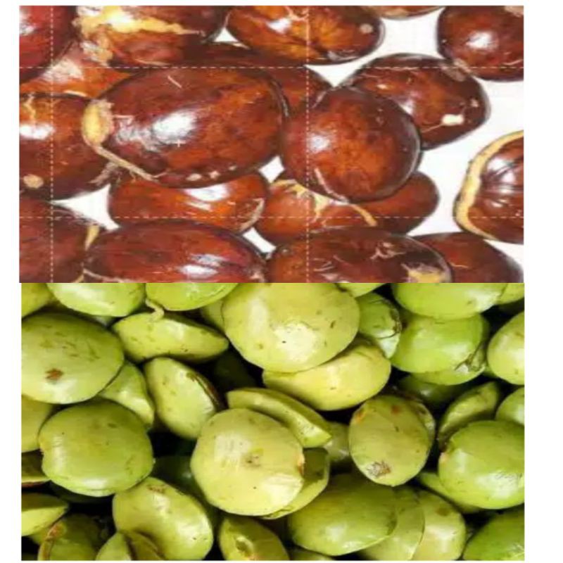 

Jengkol dan Jengkol Muda 250 gram
