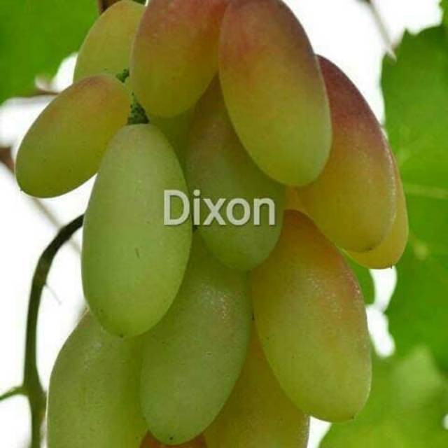 Bibit anggur jenis dixon MURAH