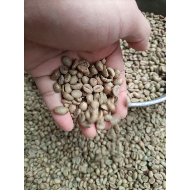 Kopi Biji Robusta Temanggung Green Bean Robusta Kopi Mentah Siap Sangrai Bahan Baku Kopi Bubuk