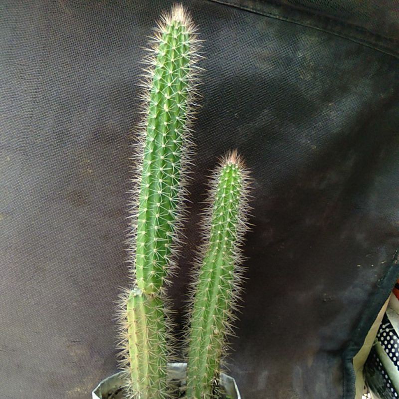 kaktus ekor tupai hijau