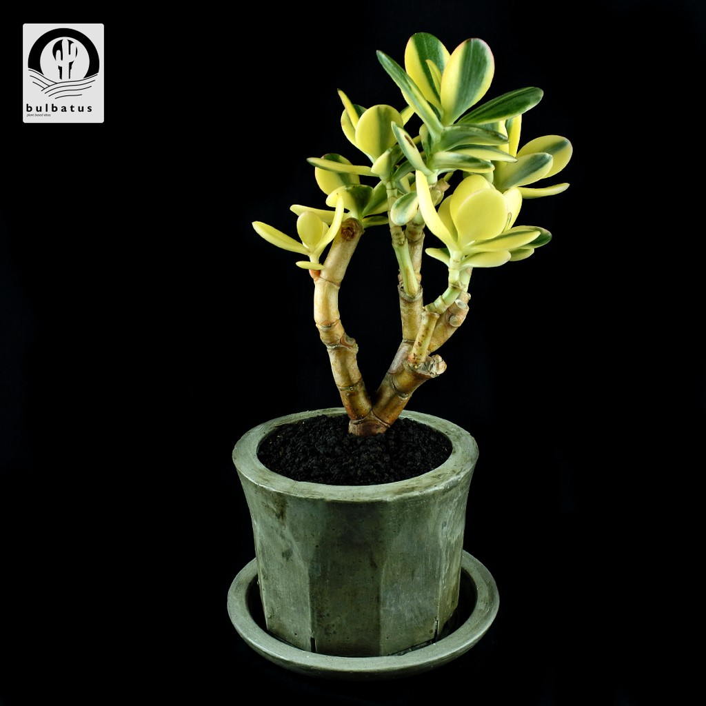 Sukulen Crassula ovata (Jade Plant Variegata) Big