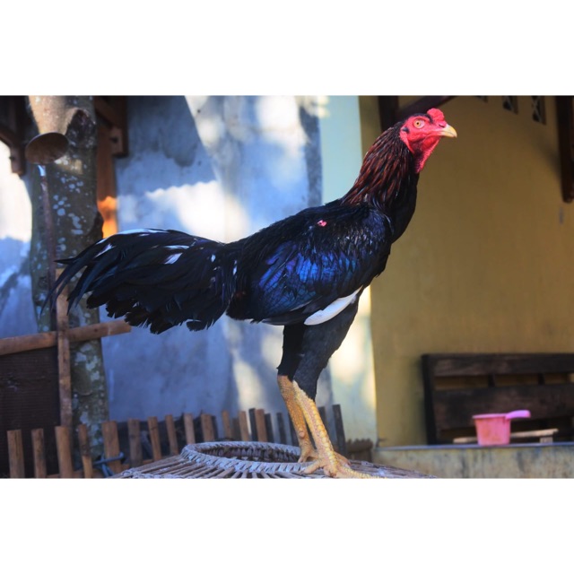 Ayam Bangkok tulangan rengkot