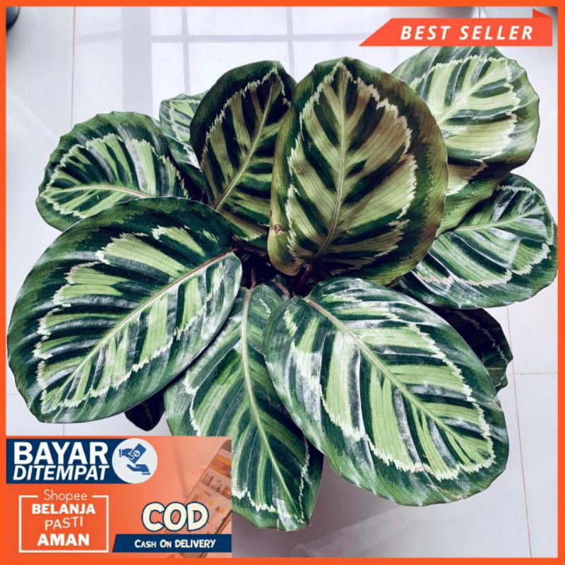 Calathea Linden / ilustris import Singapura Terbaru