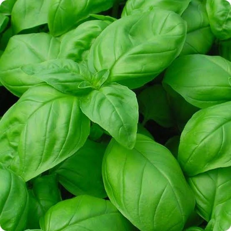 Benih Biji Daun Herbal Basil Italia Italian Large Leaf Basil