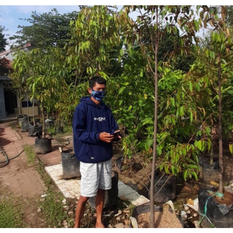 pohon durian musangking / bawor tinggi 2 meter