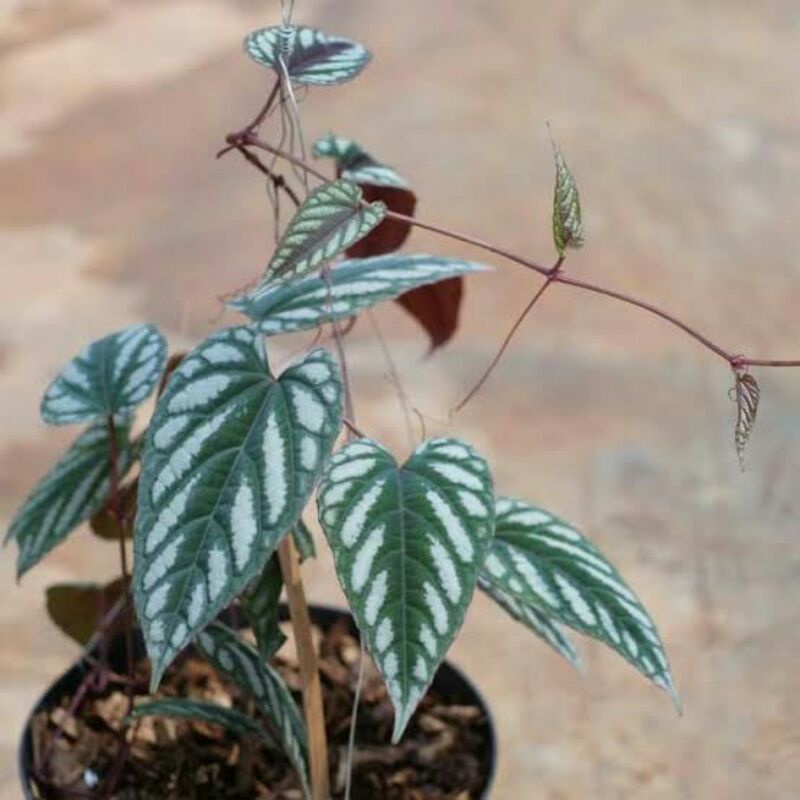 tanaman hias sirih keraton - tanaman sirih keraton - tanaman herbal sirih kraton