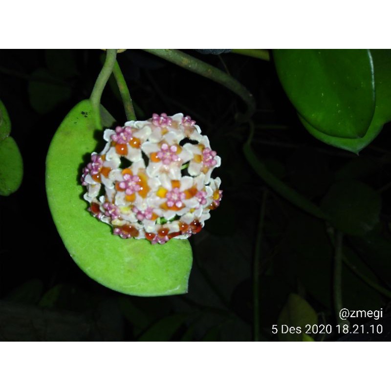 bunga hoya diversifolia