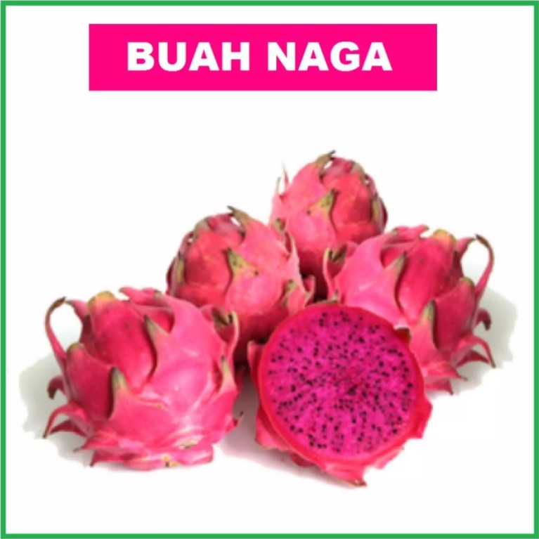 BUAH NAGA -COD - 10 Biji / Benih / bibit BUAH NAGA MERAH - bibit buah - BISNIS SEJAHTERA