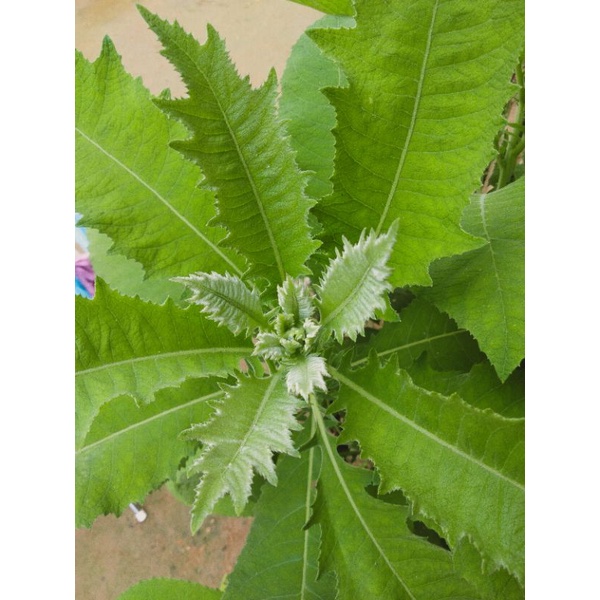 

150 gram daun sembung segar