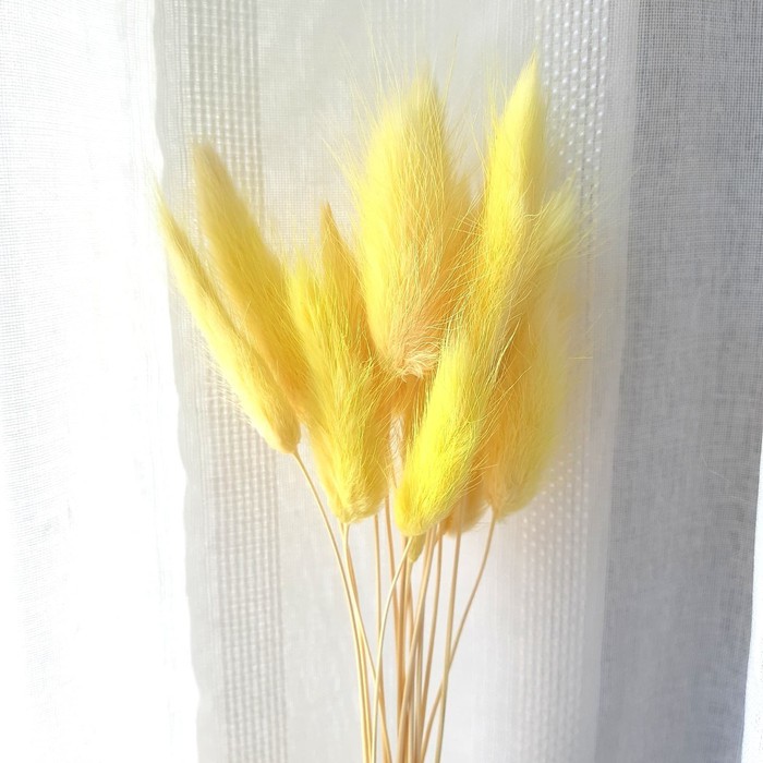 Dried Lagurus / Bunny Tail - Lemon Yellow