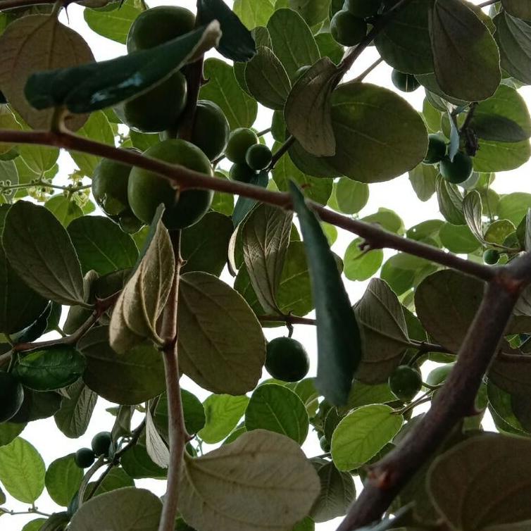 

[PRODUK IN6C9] buah bidara arab asli fresh langsung di petik isi 35 buah EAH
