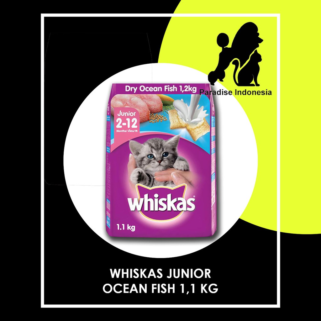 Jual whiskas junior ocean fish 1,1kg ( dry cat food for kitten