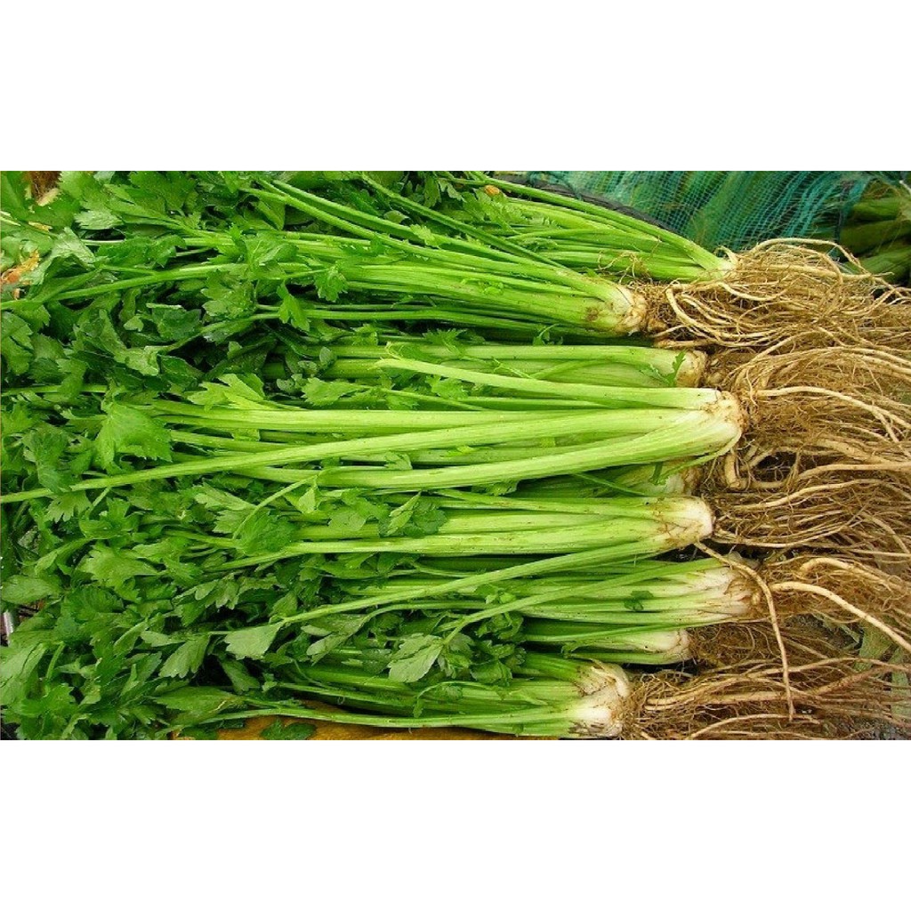 

PASAR ONLINE MURAH - DAUN SELEDRI 100gr