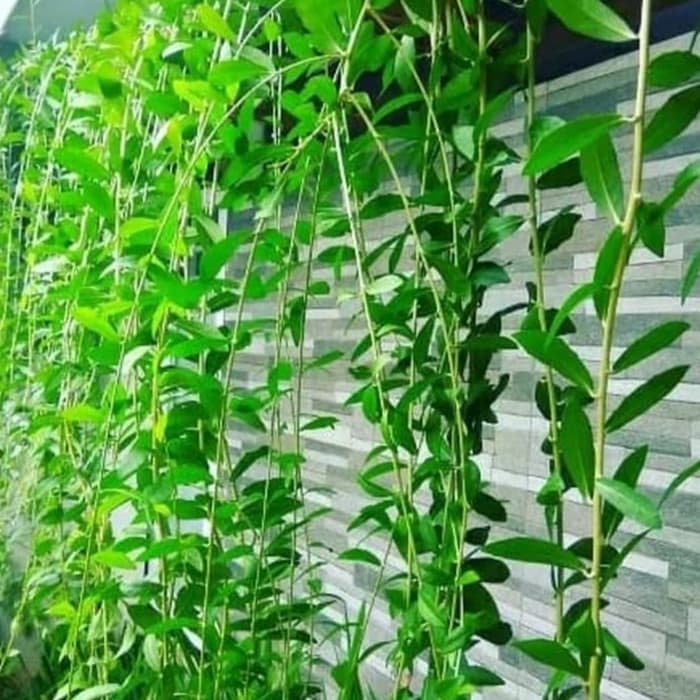 Tanaman hias lee kwan yew 50-60cm - tanaman rambat lee kwan yew