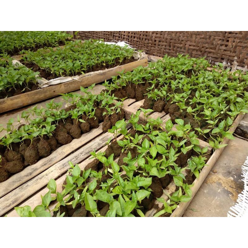BIBIT CABE RAWIT SUPER (BUAT MASAK) Beli 5 gratis 1