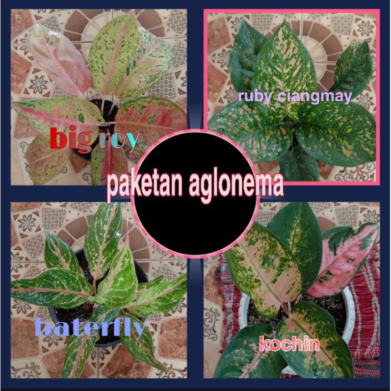 PAKETAN 4 JENIS BUNGA ANGLONEMA PUSAT AGLONEMA BARANG SEHAT