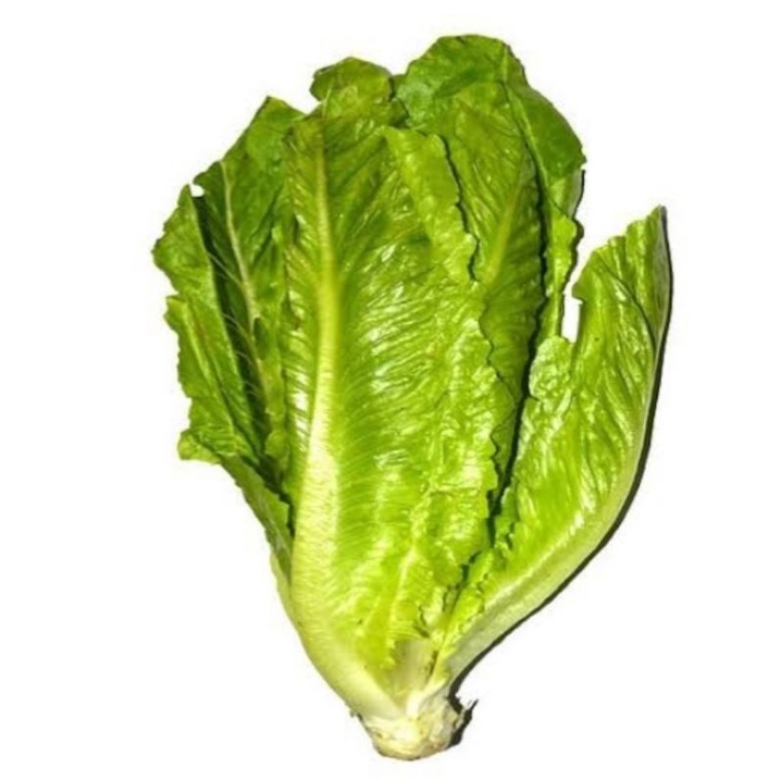 

Lettuce Romain Konvensional