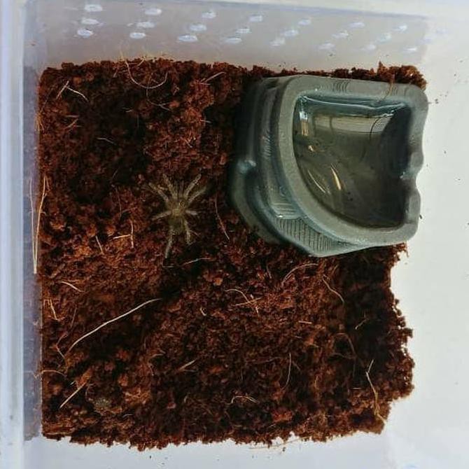 Mini Waterdish untuk Tarantula, scorpion dan baby gecko