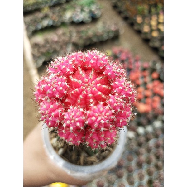 kaktus grafting import pink korea tanaman hias kaktus sculen