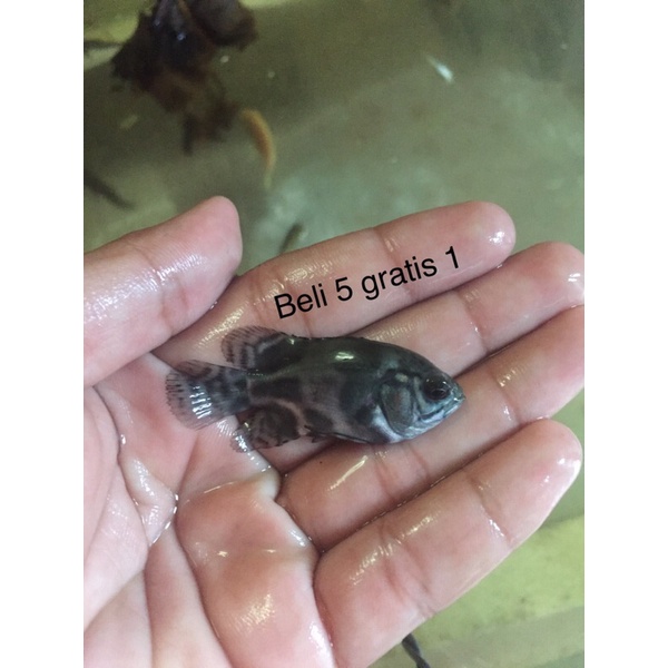 ikan Oscar batik