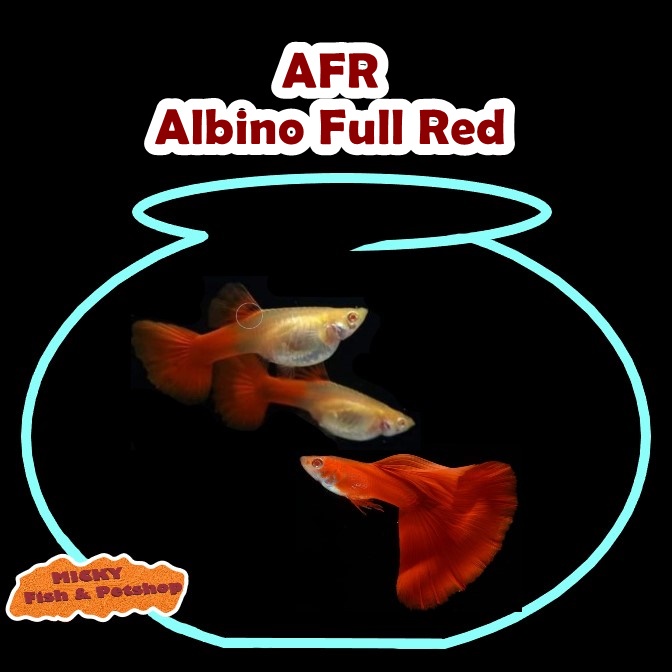 TRIO Guppy AFR Albino full Red 1 Jantan 2 Betina Grade A INDUKAN